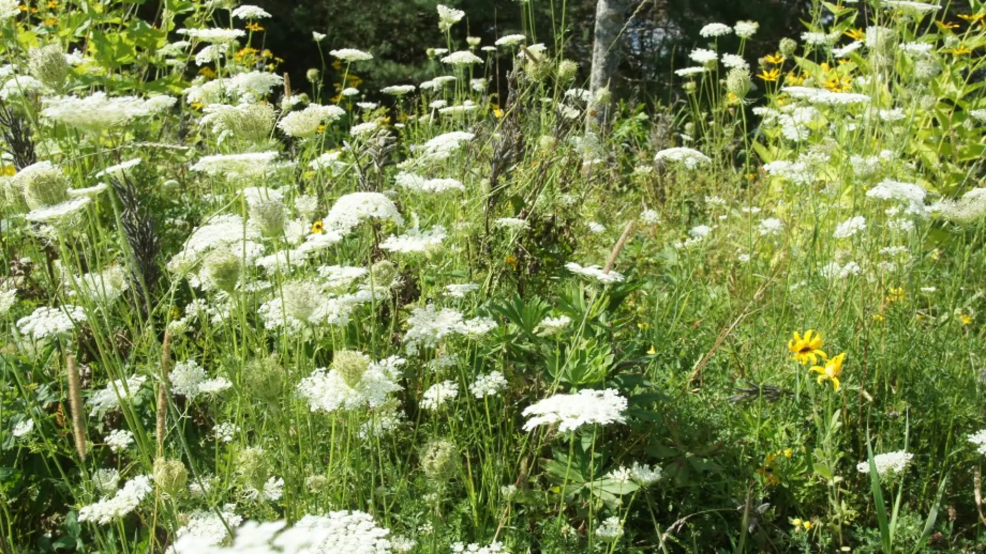 Queen Anne's Lace