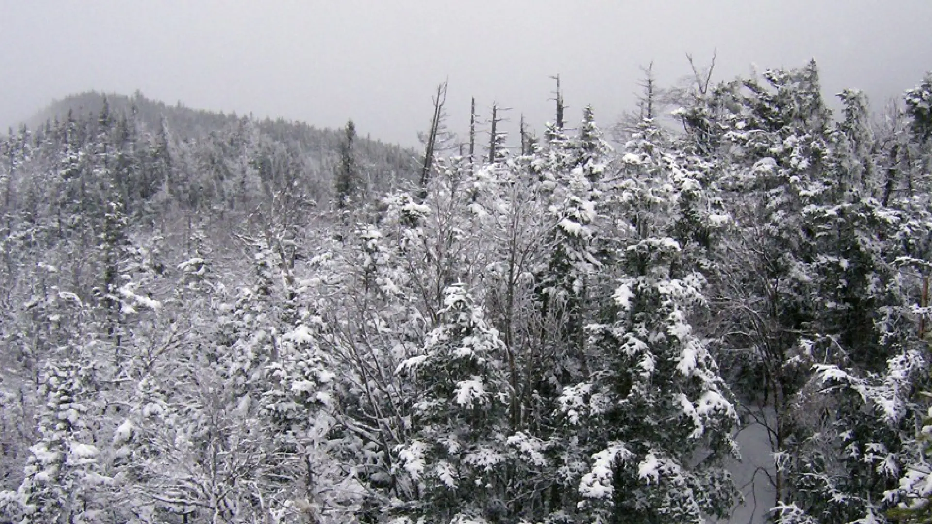 A snowy view of spruce trees in the mountains