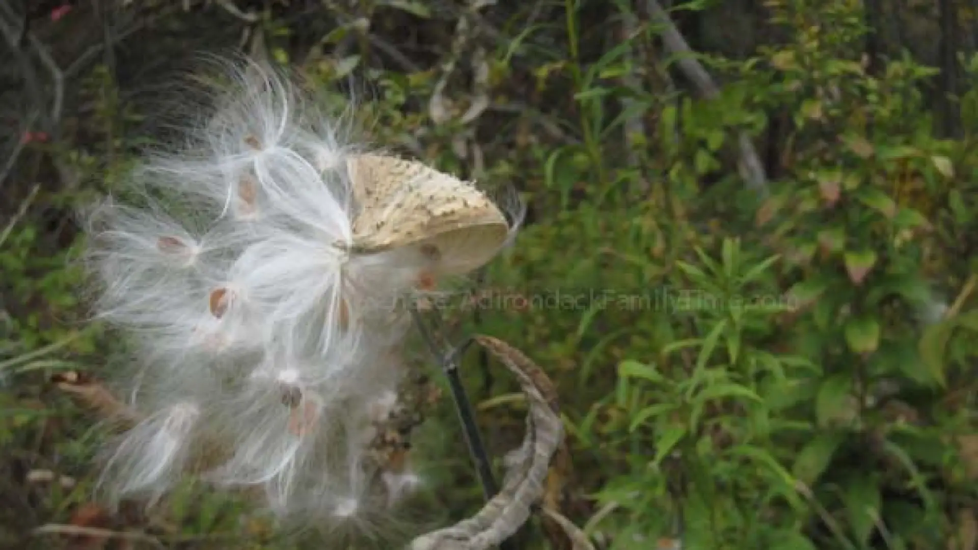 milkweed