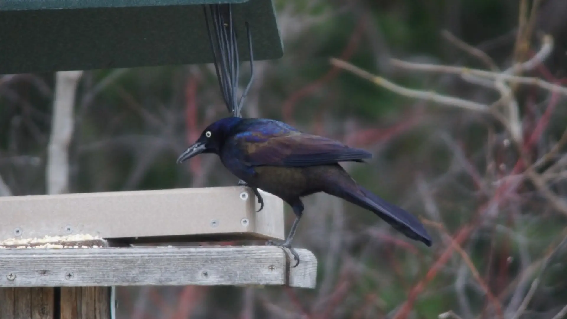 Common Grackle Lake Placid