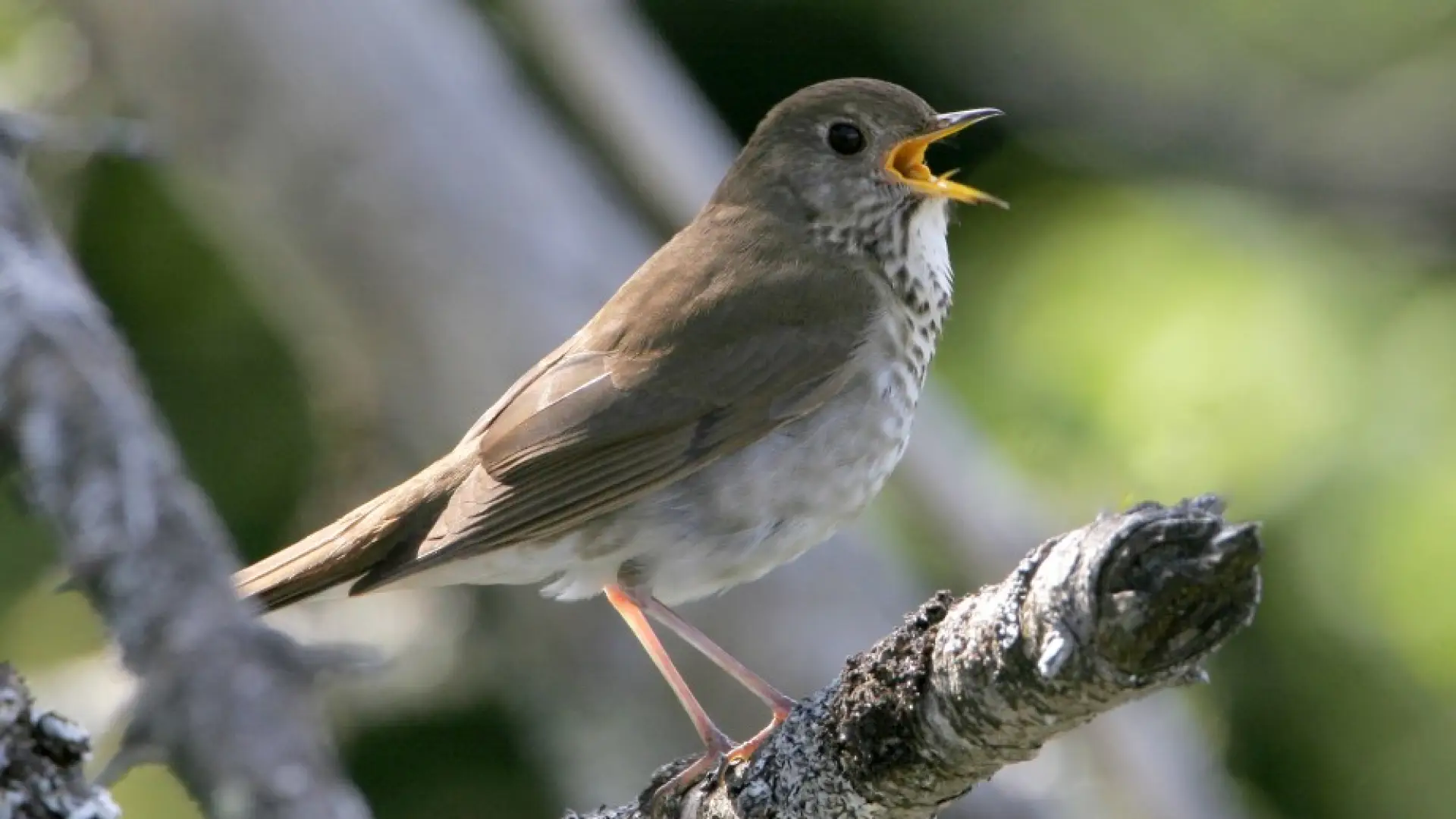 Bicknell's Thrush - photo by Larry Master