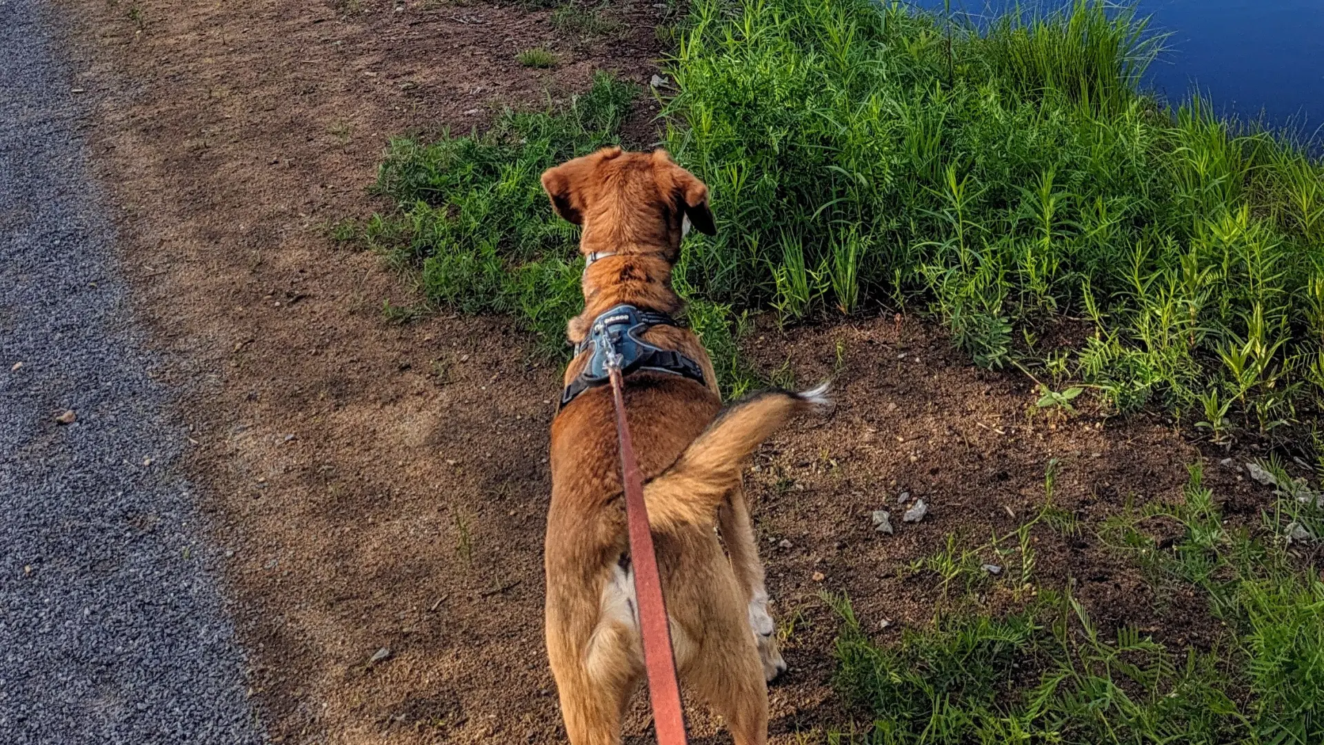 A beagle eagerly looks out over an Adirondack wetland on a sunny day.
