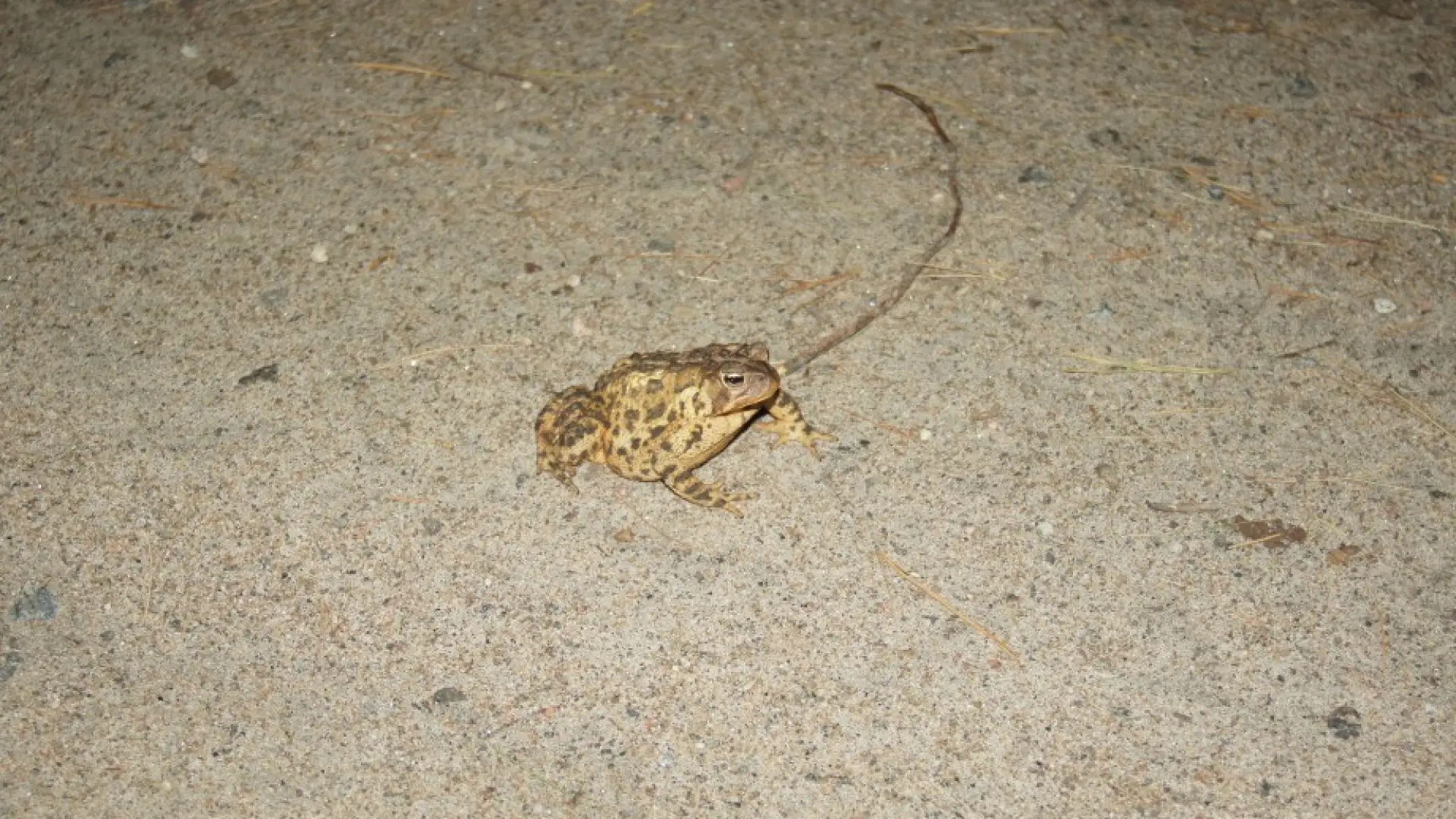 American Toad