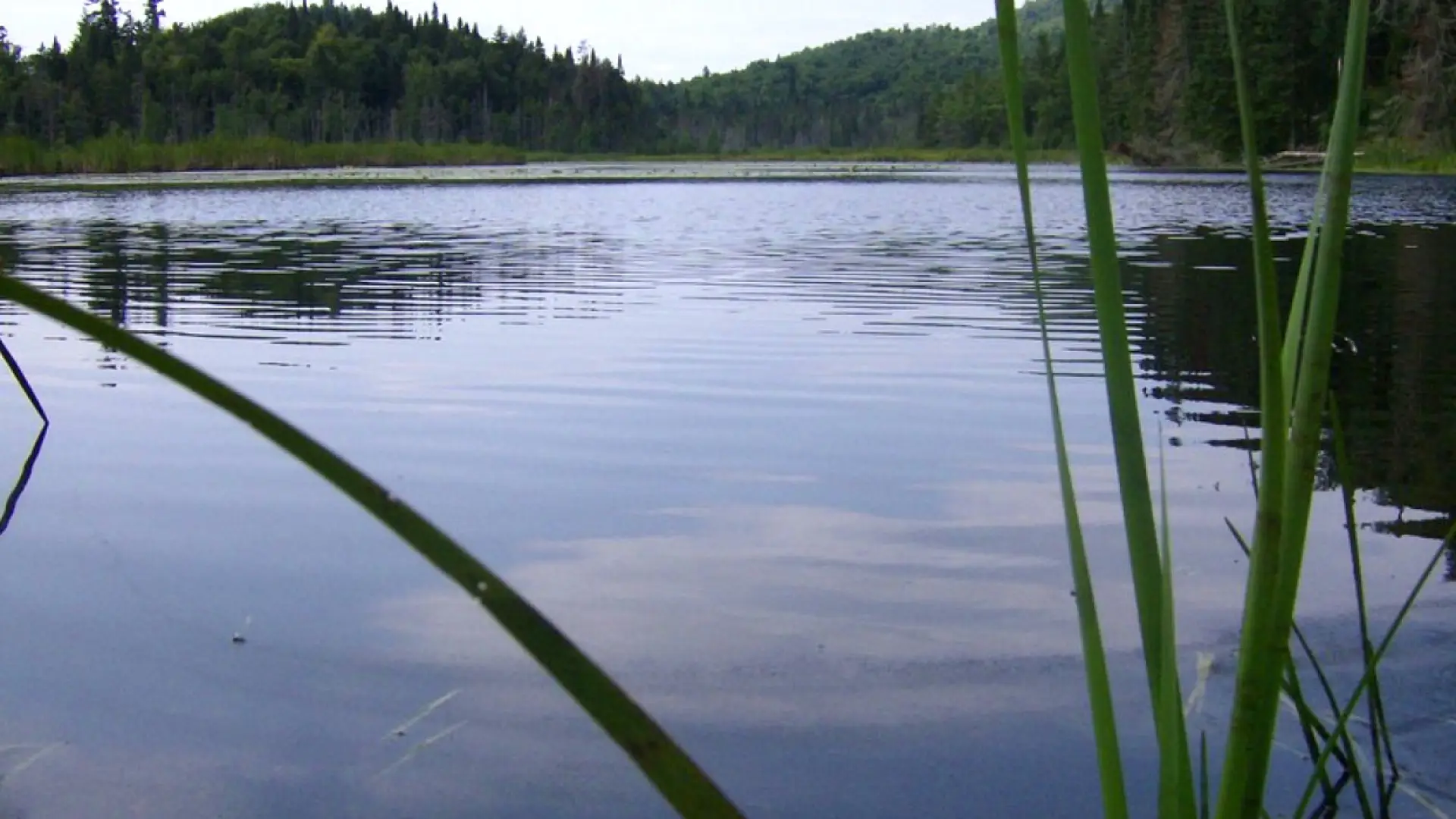 Little Cherrypatch Pond shoreline