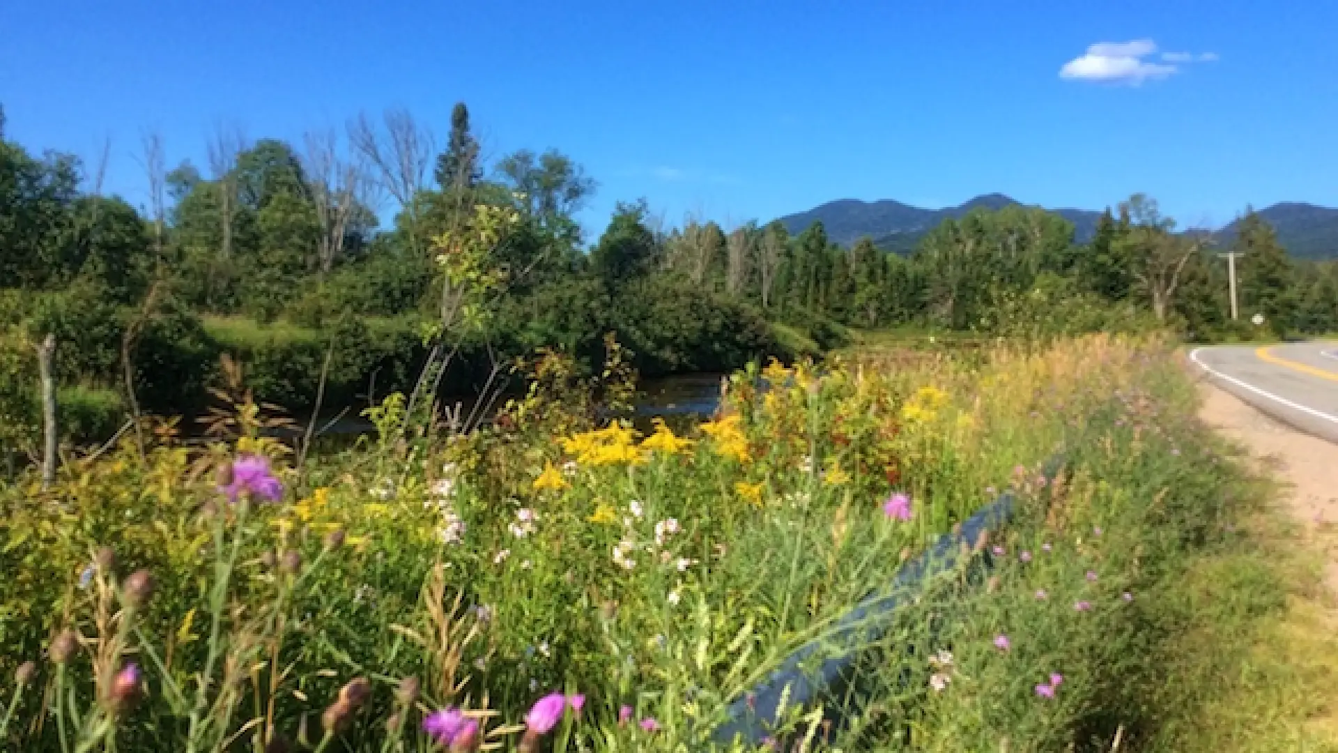 River Road has many pull-offs, so you can safely park and explore the abundant beauty.
