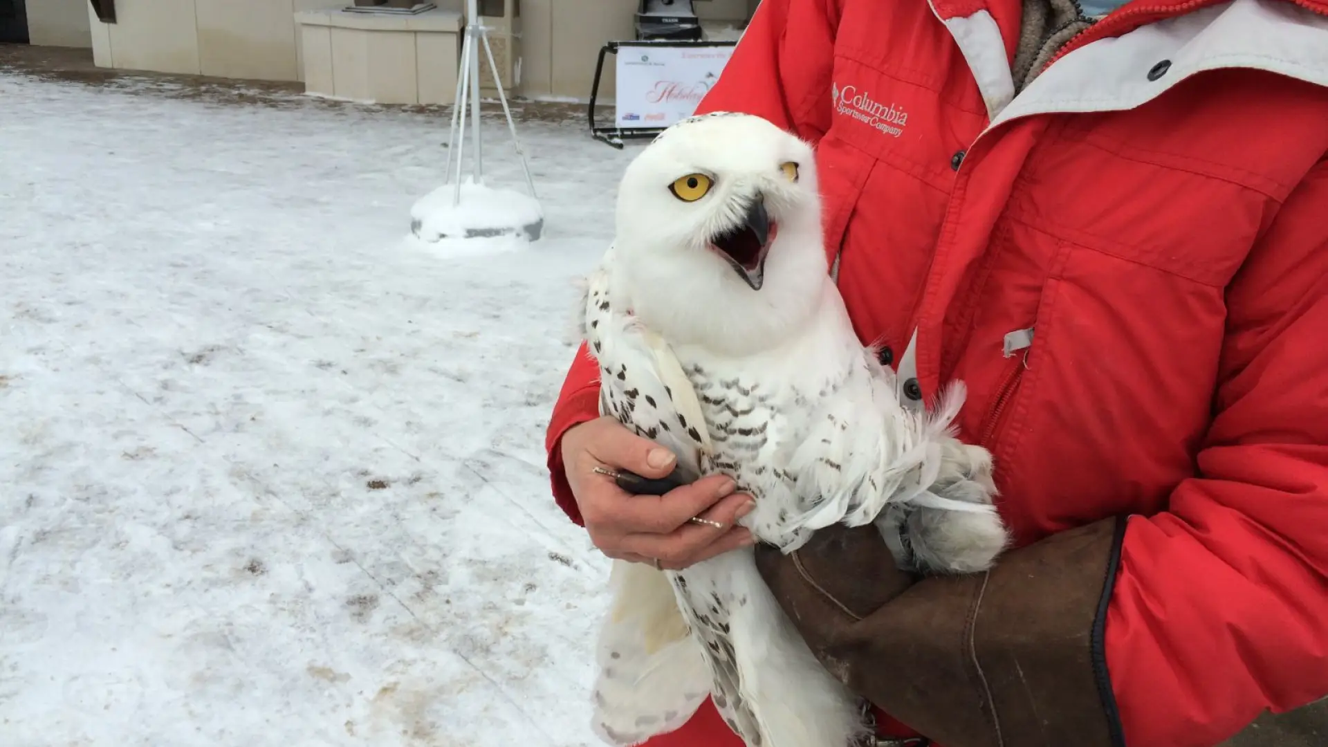 Owl on Main Street
