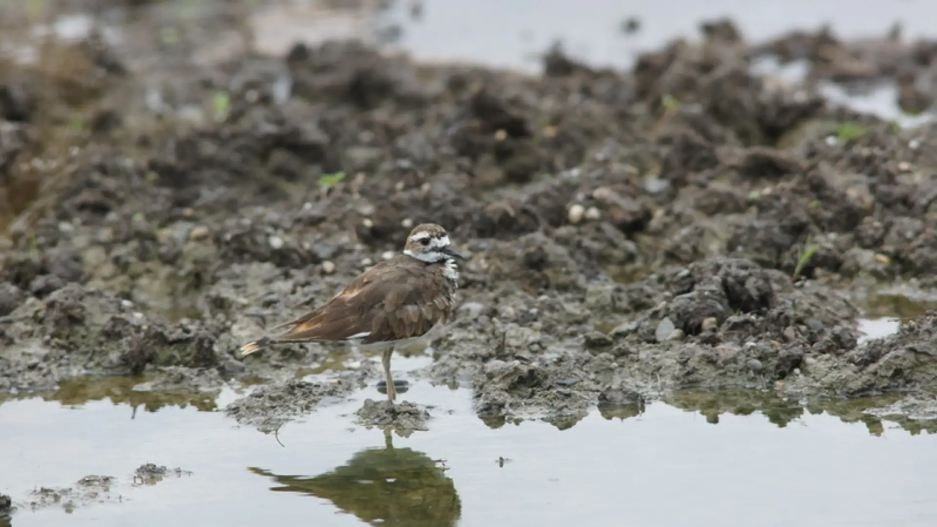 killdeer - muddy field