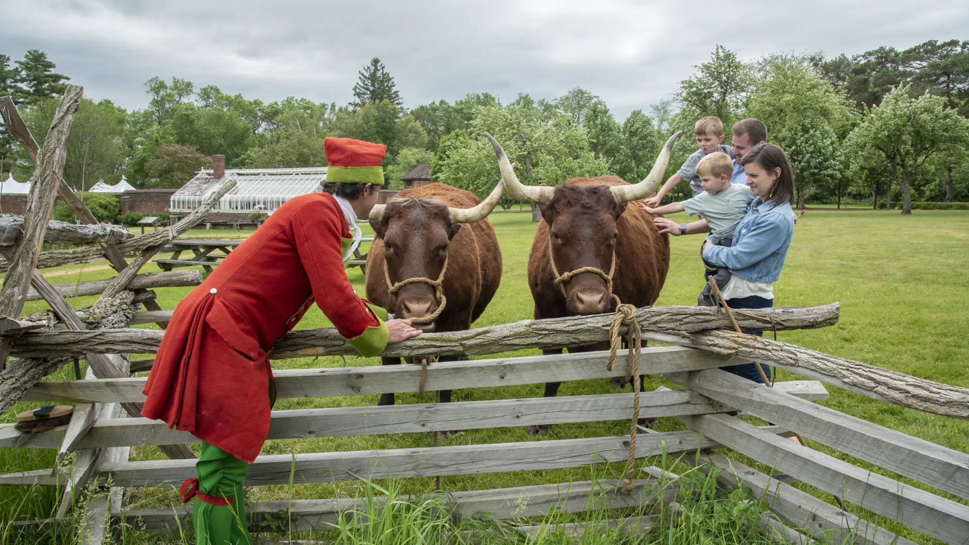 A family with two small children pet the long horned cows under the attentive watch of their handler in period correct attire.