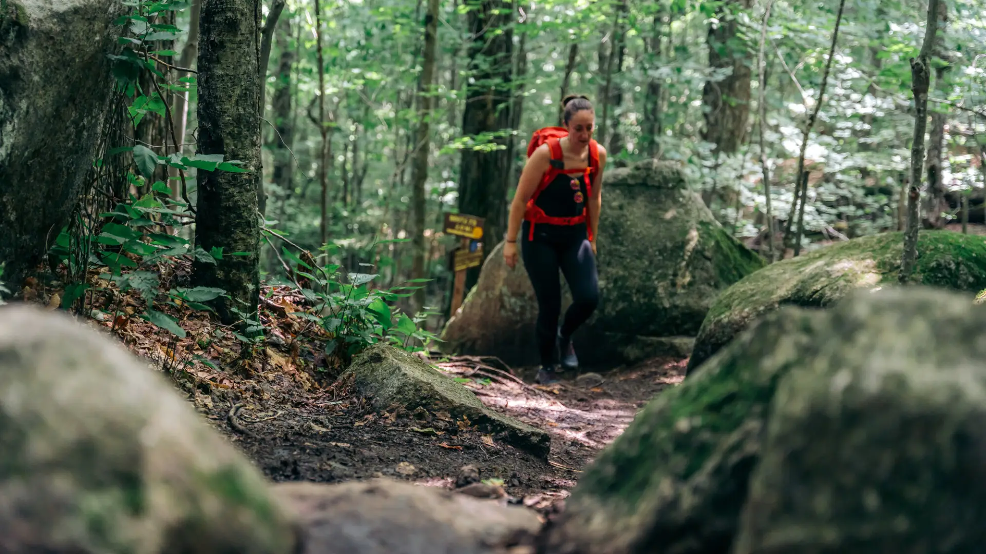 Hiker walks on forested trail