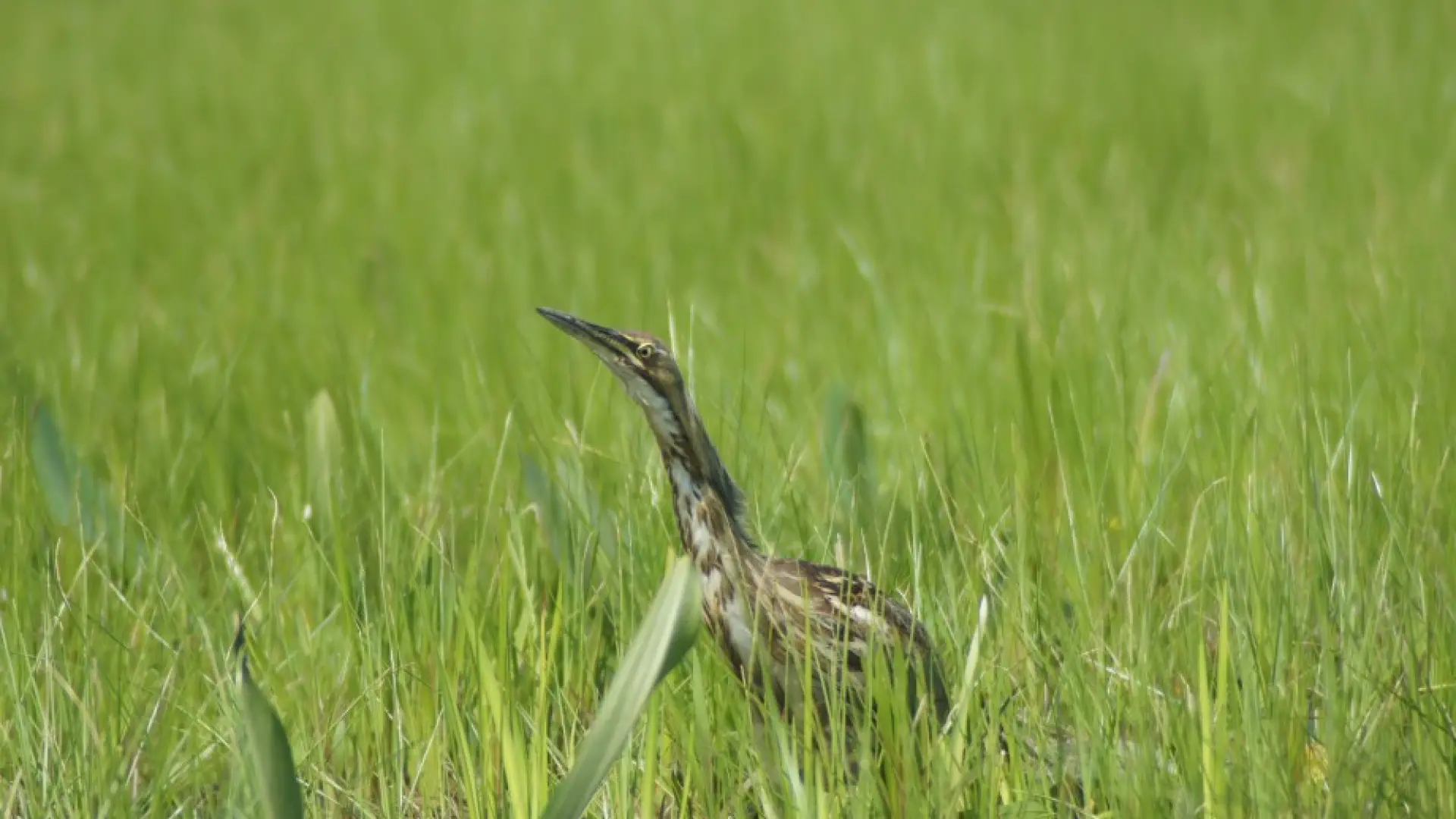 American Bittern Okefenokee Georgia