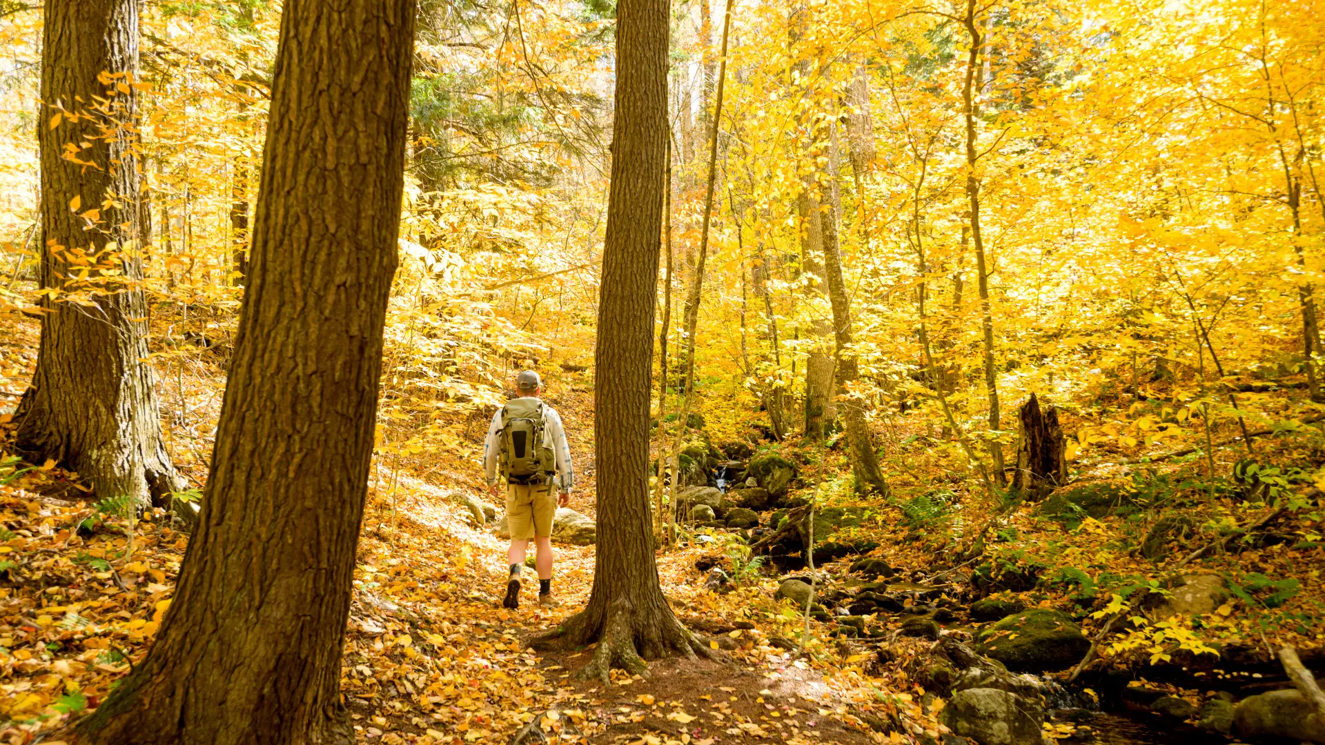 A hiker going through a golden-hued forest