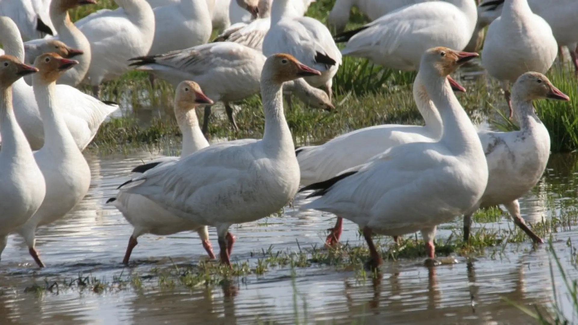 Snow Geese - Larry