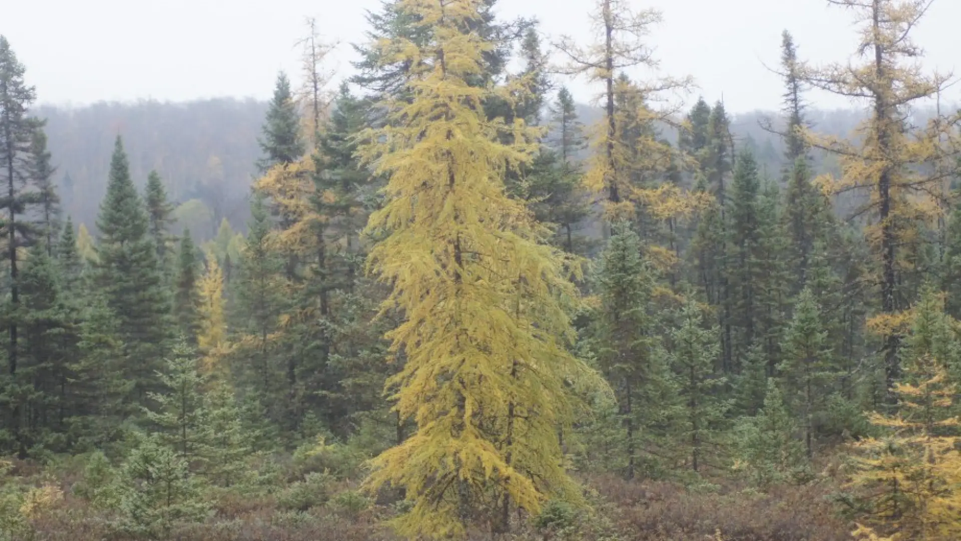 Tamarack - Bloomingdale bog