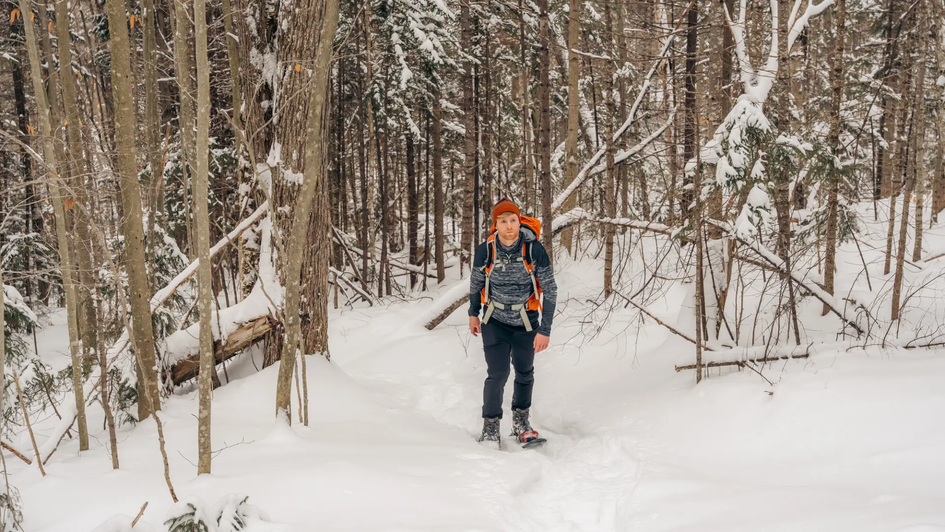 A snowshoer walking in the forest