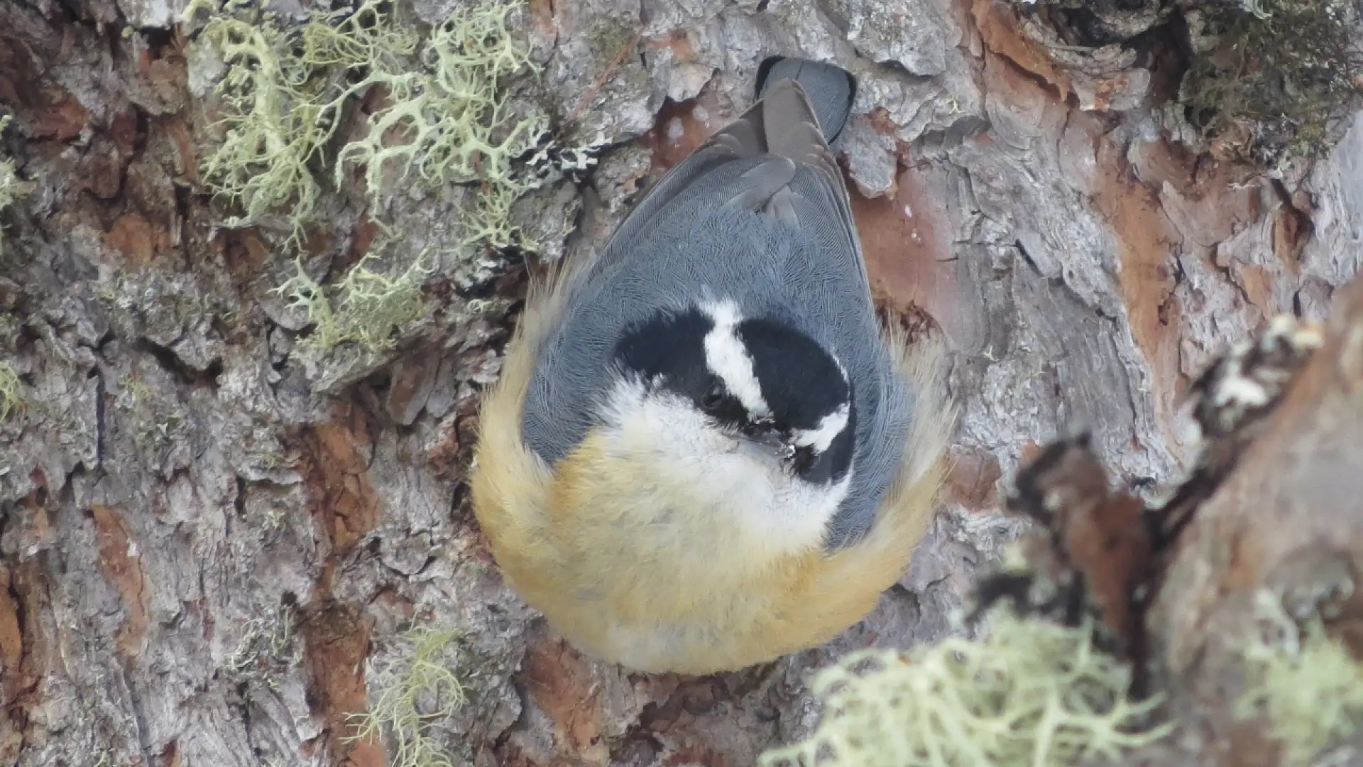 Red-breasted Nuthatch by Joan Collins