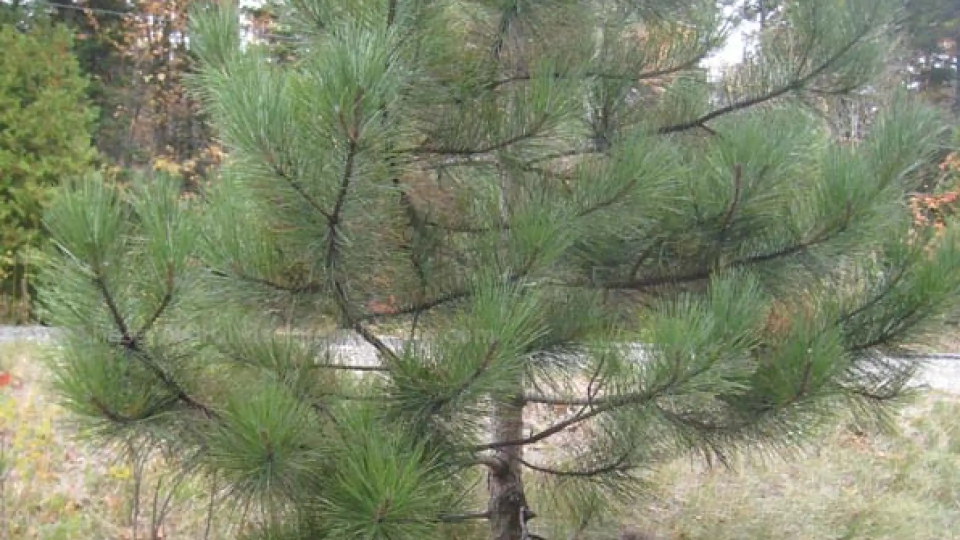Lake Steven nature trail