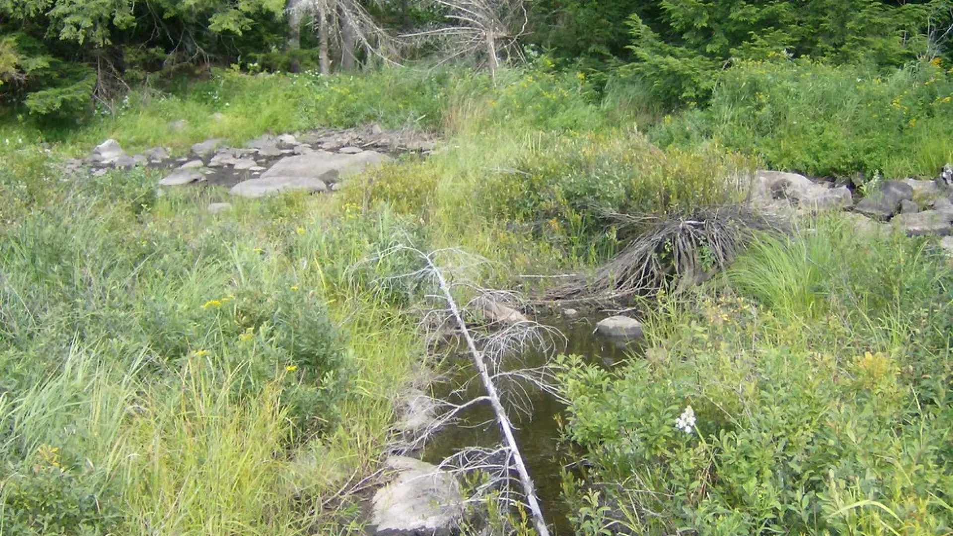 This stream is one of the delights of this area.