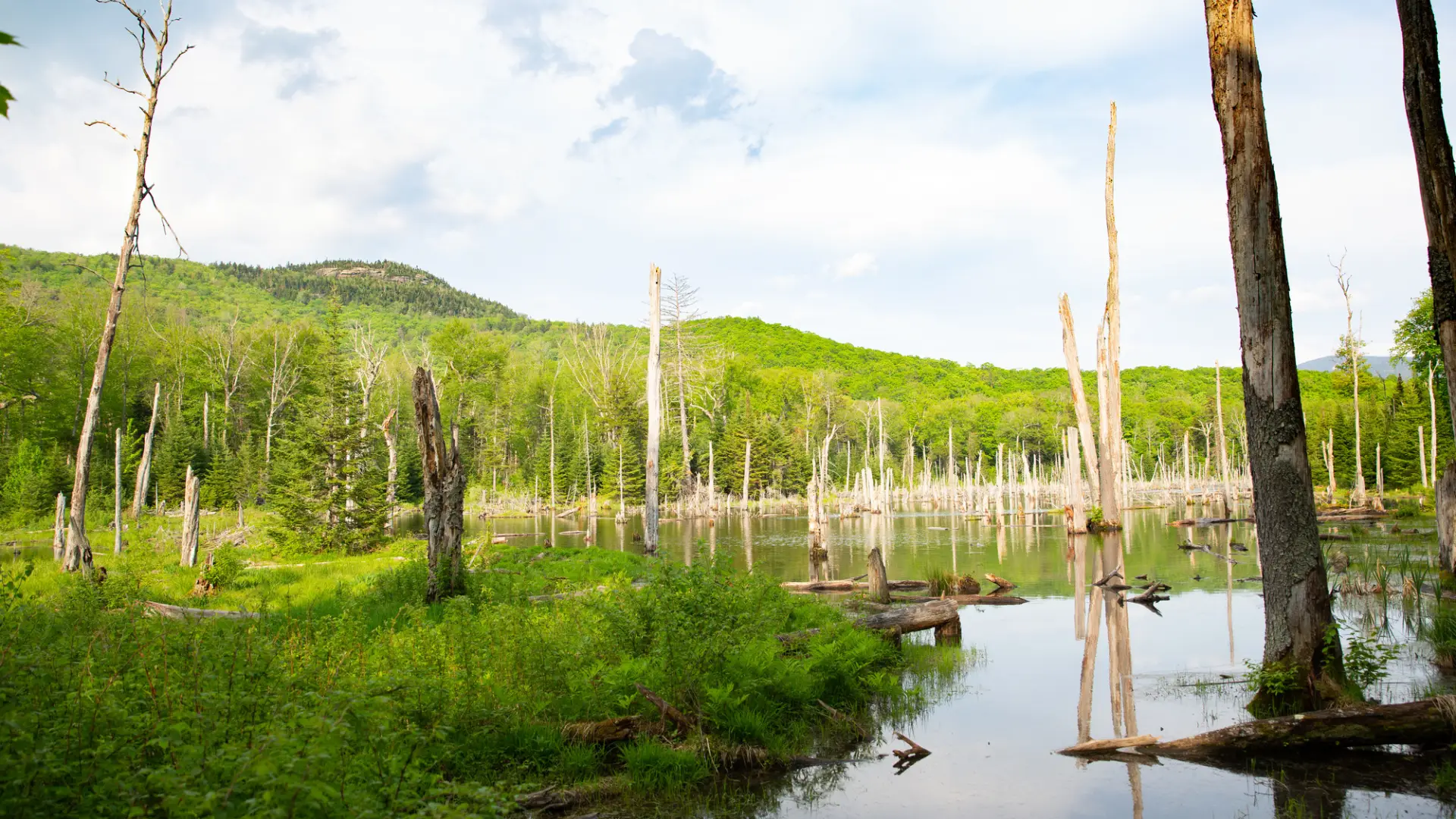A swamp below Mt Van Hoevenberg