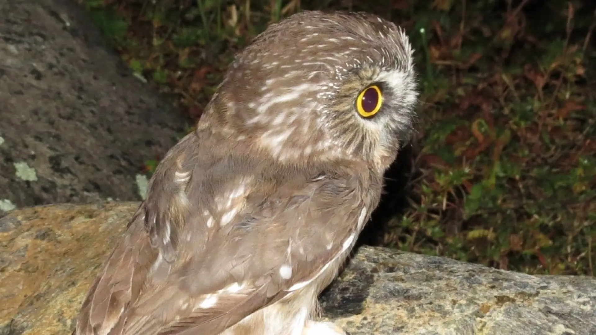 Northern Saw-whet Owl