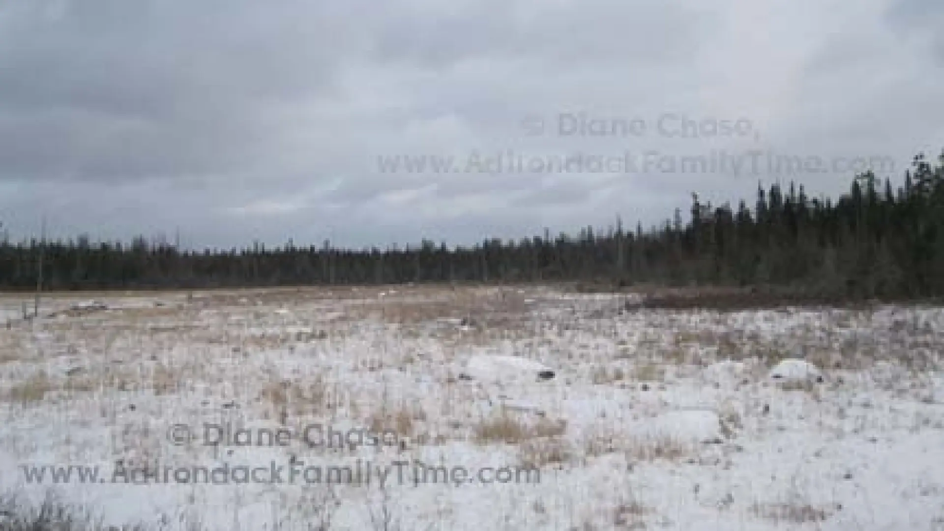 Bloomingdale Bog Cross-Country Ski Trail