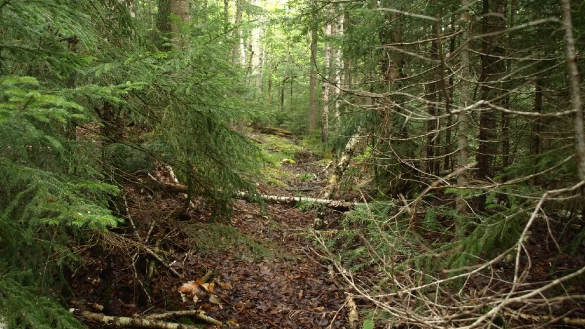 Old Trail
