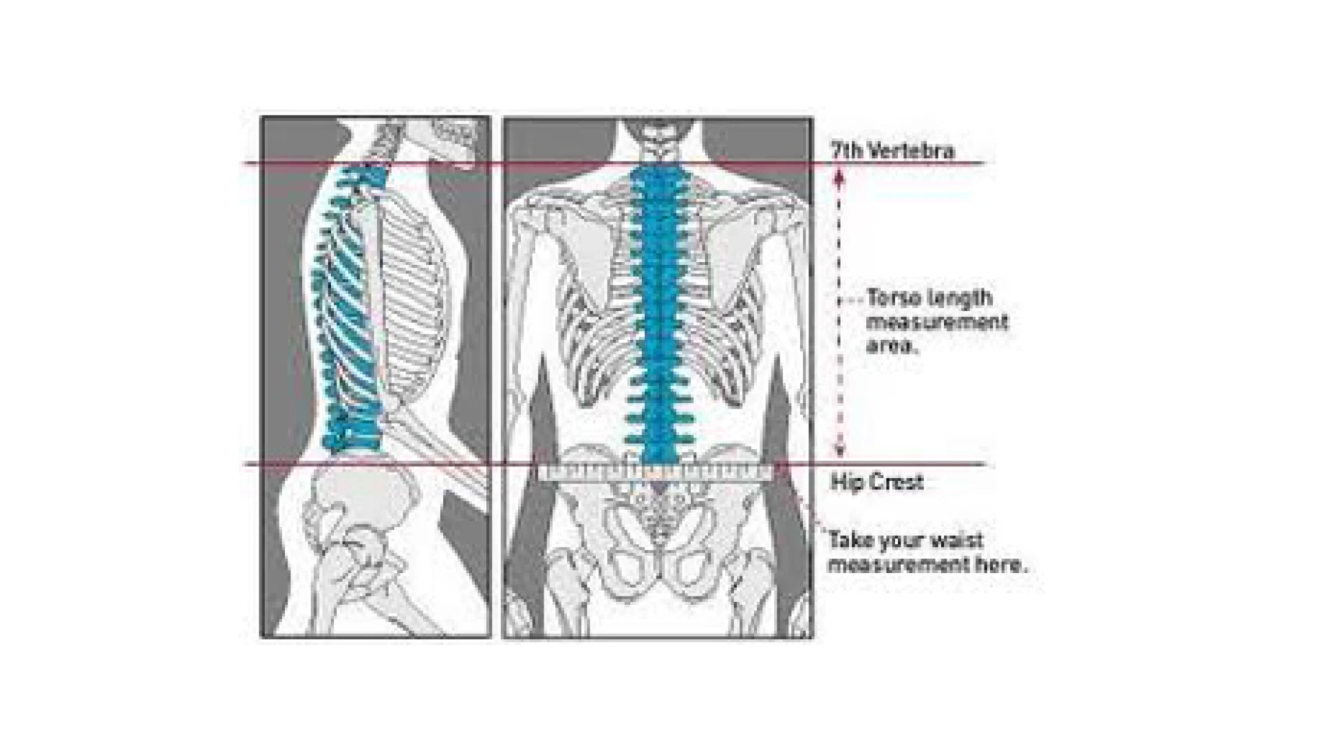 Measuring you torso