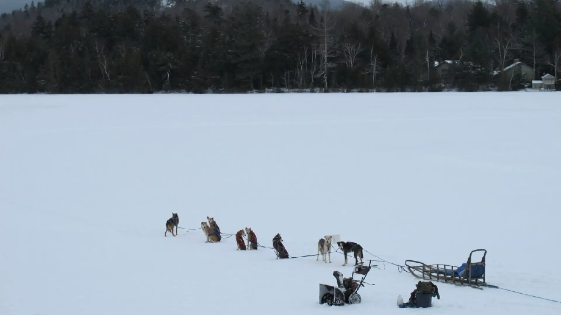 dogsled
