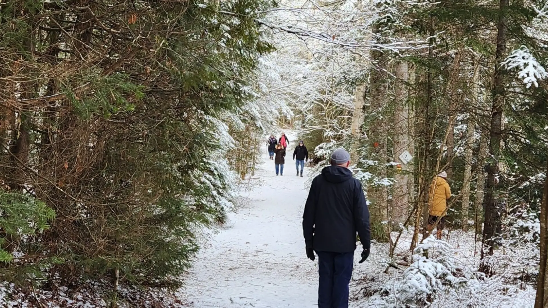 People in winter gear walk on lightly snow-covered trail in evergreen forest