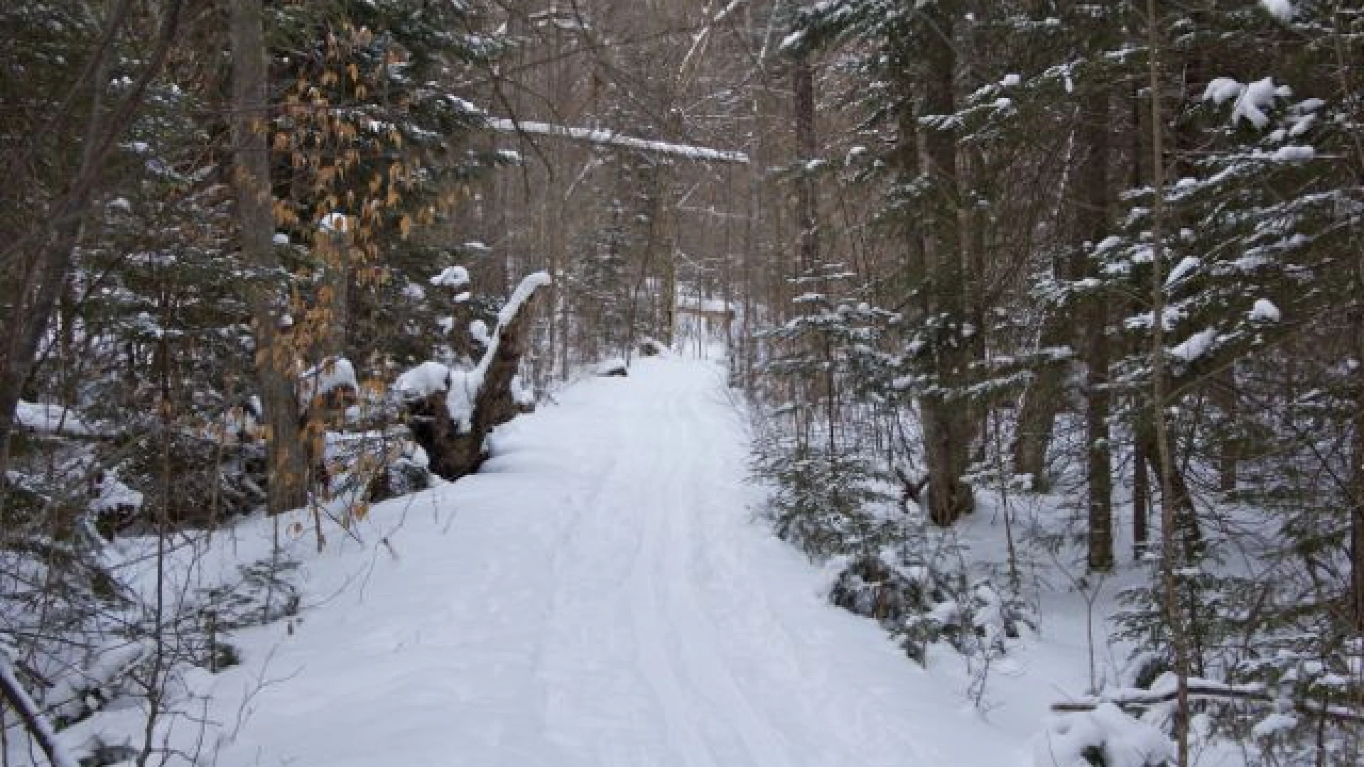 Fantastic Trail Skiing