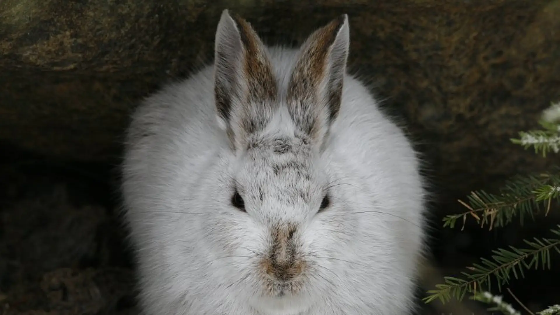 Snowshoe hare winter