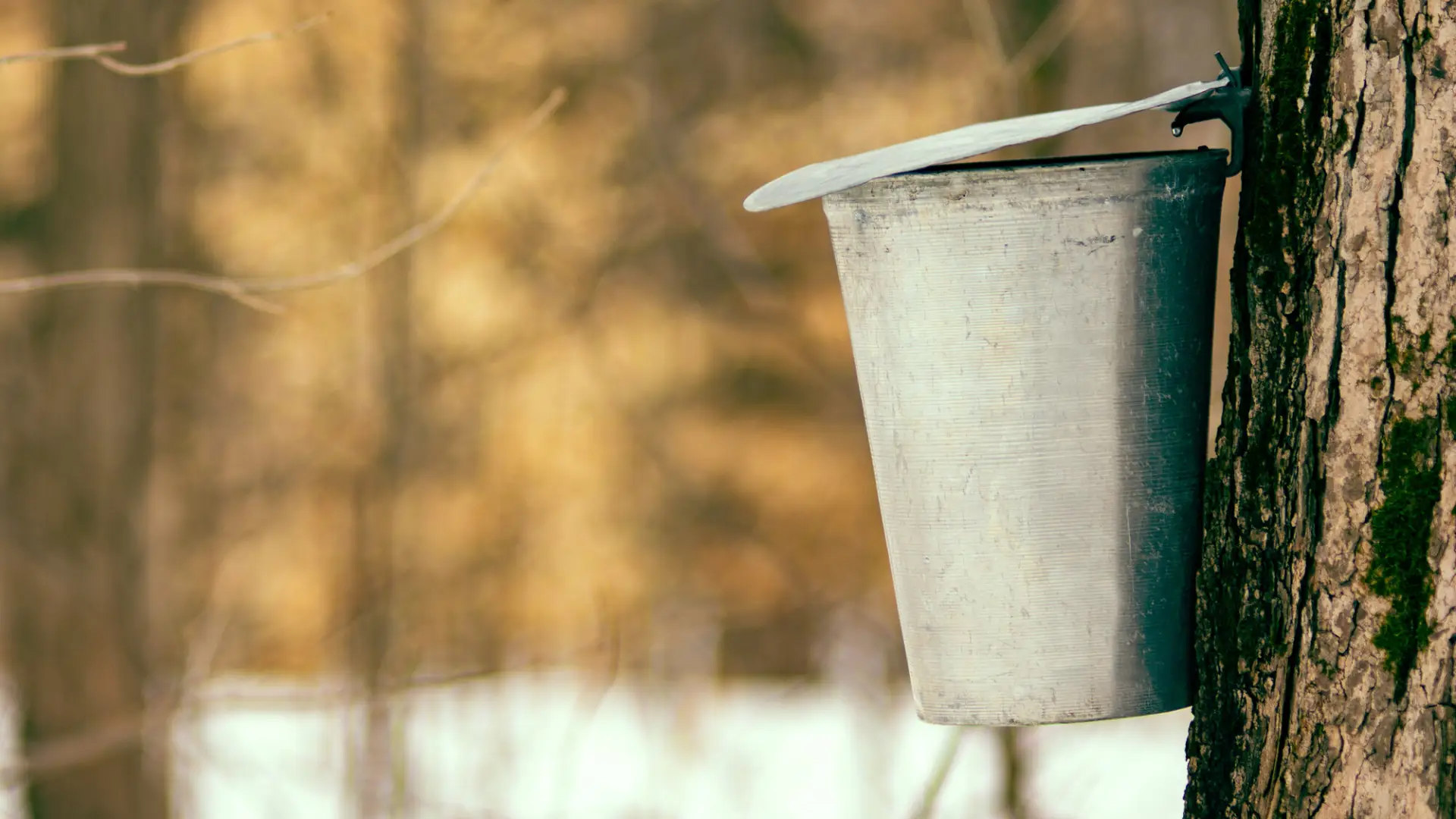 A close-up of a metal bucket attached to a tree trunk to collect sap.