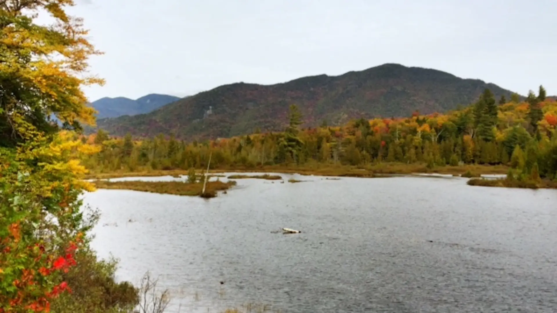 The trees may be fading, but other plants are making up for it in their own bold colors.