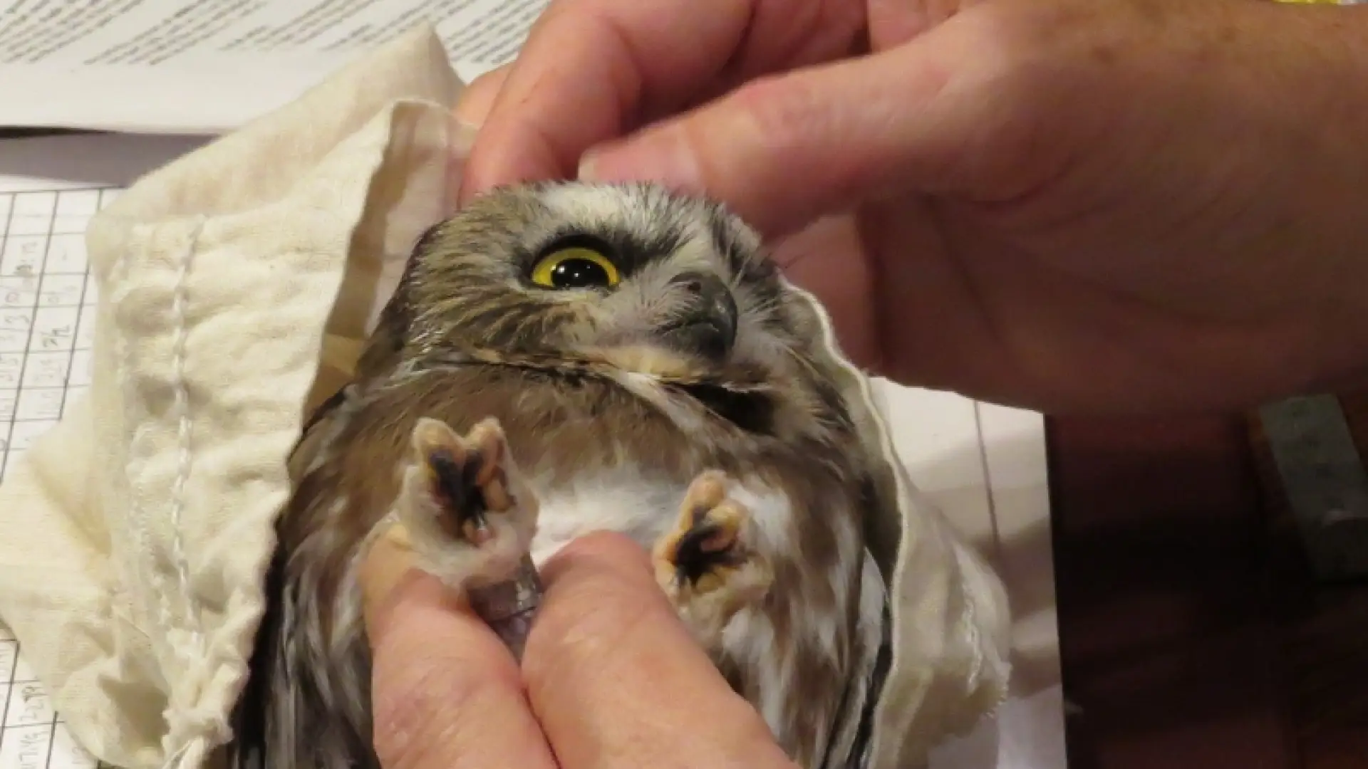 Northern Saw-whet Owl