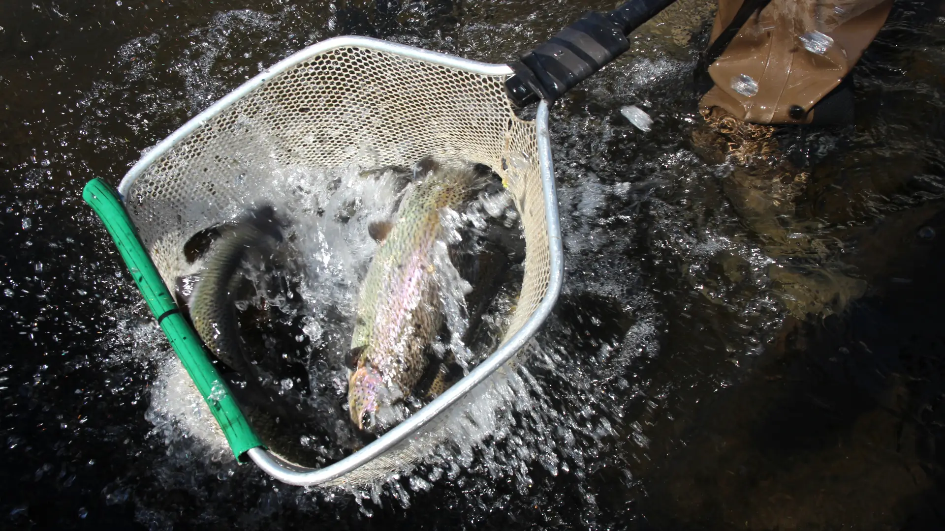 The end result is a fine day of Adirondack trout fishing.