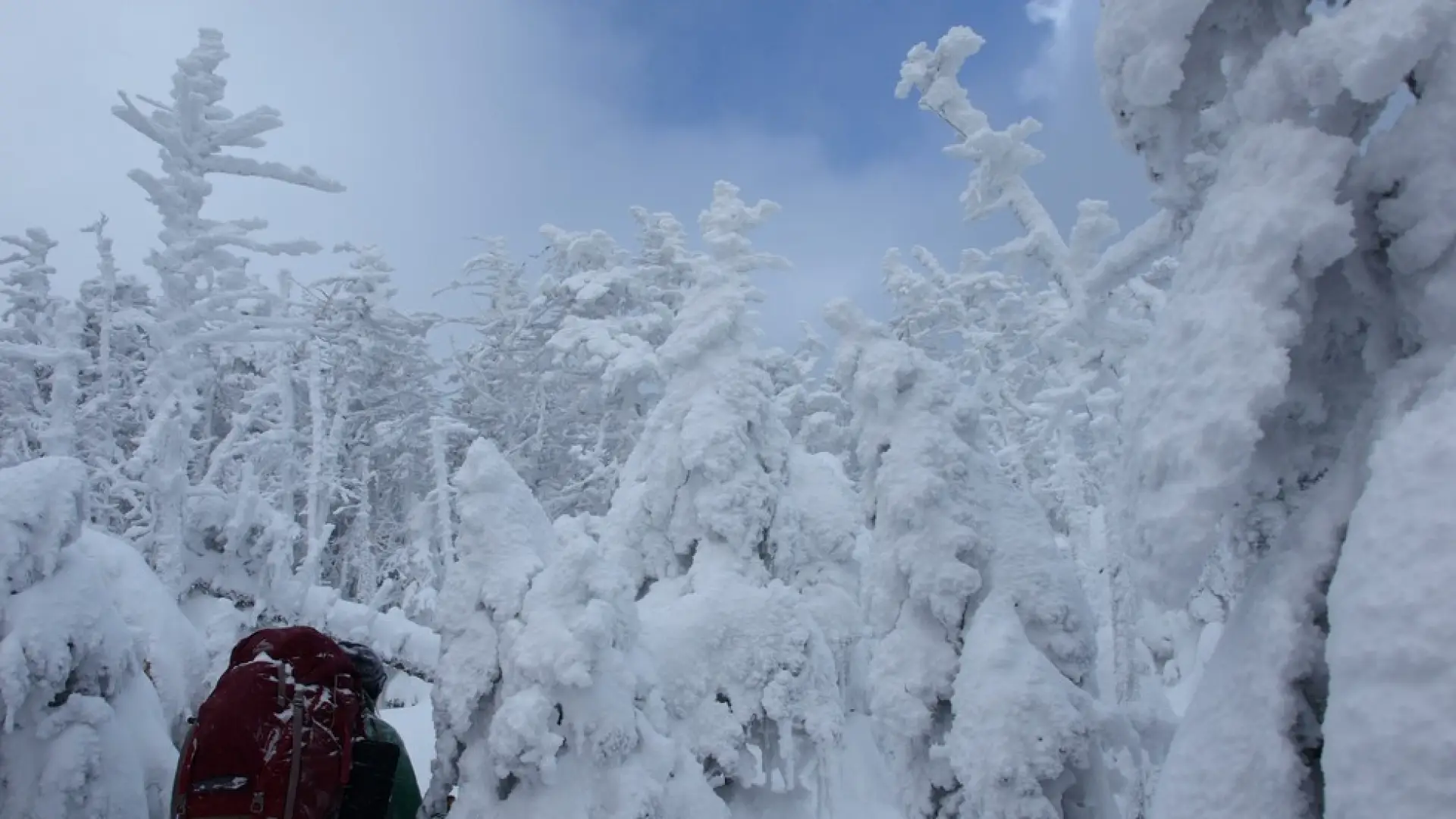 A hiker walks through snow-covered trees