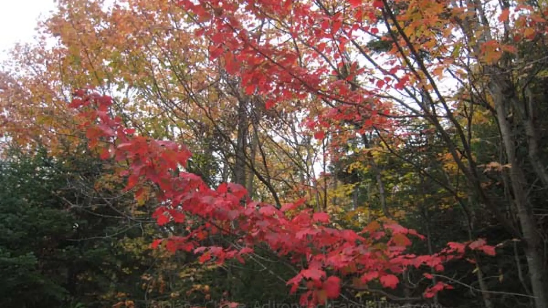autumn leaves