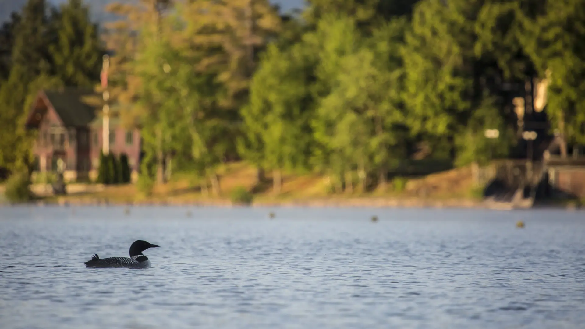 A loon swimming across a pond during the fall.