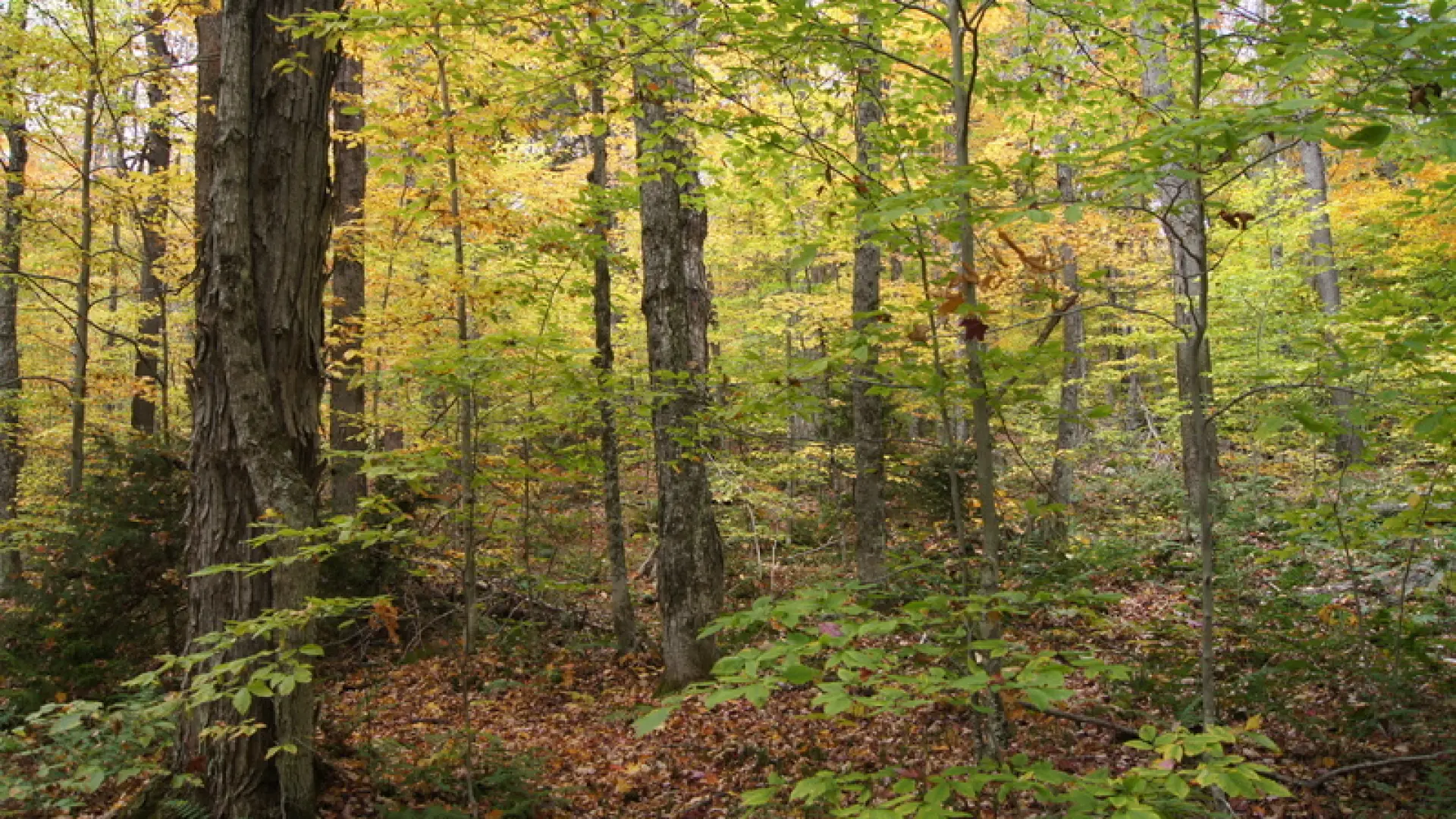 beech forest