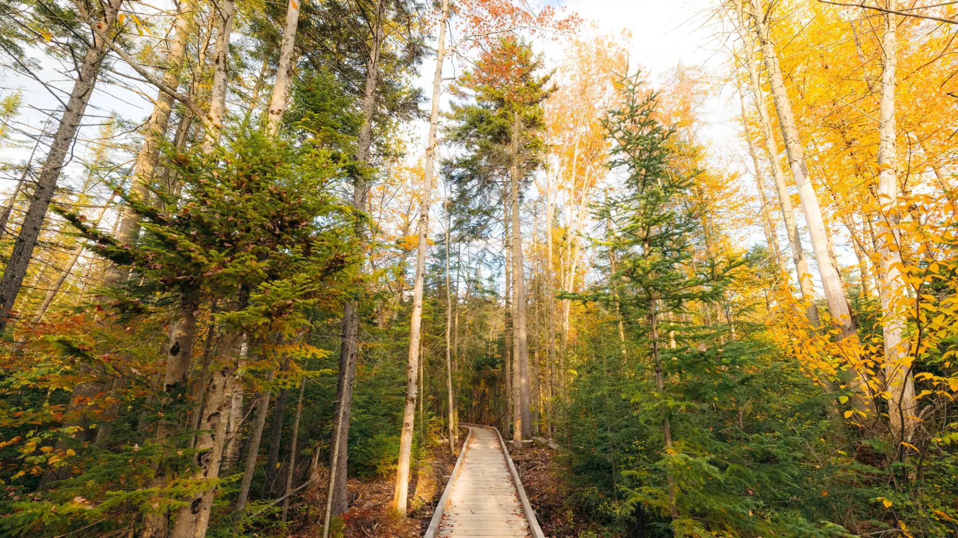 A new boardwalk along the Cobble Hill trail.