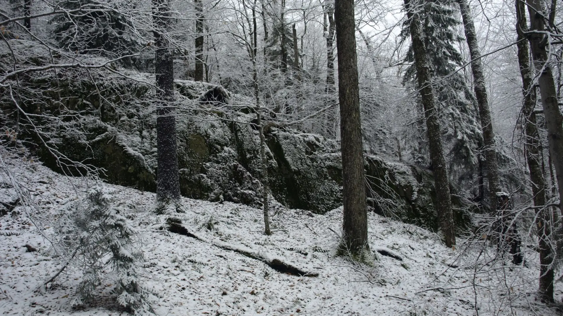 The open forest on the slopes of Sawtooth #22