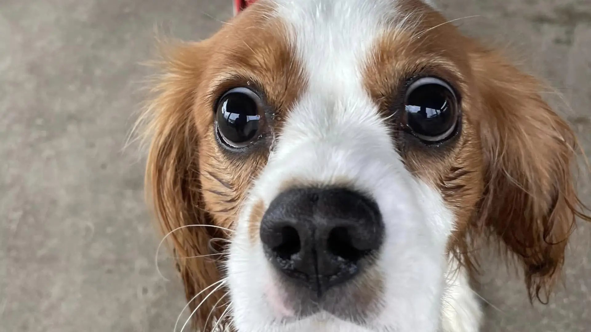 Dog eyes the camera