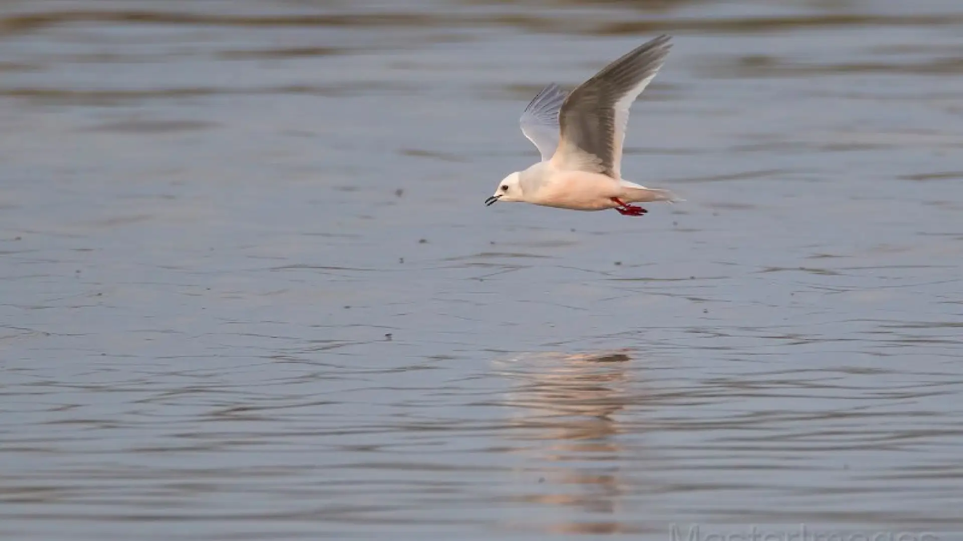 Ross's Gull - Larry