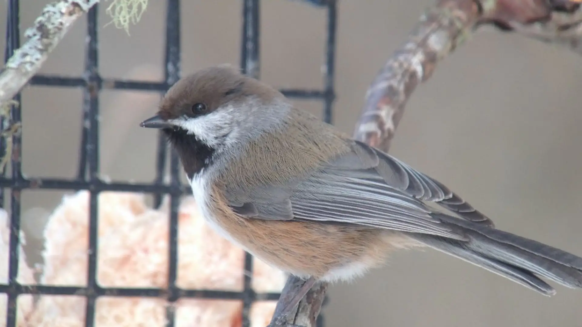 Boreal Chickadee by Joan Collins
