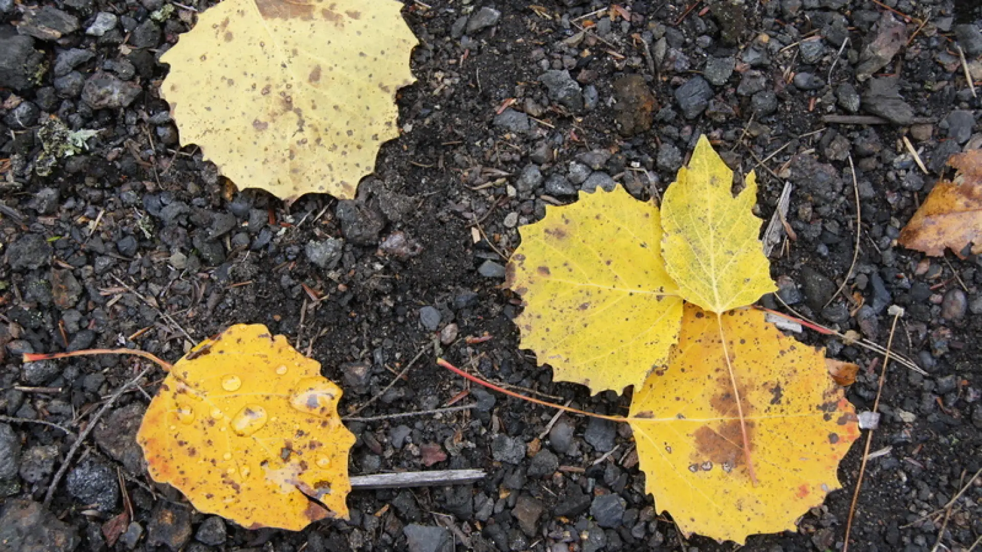big-tooth aspen