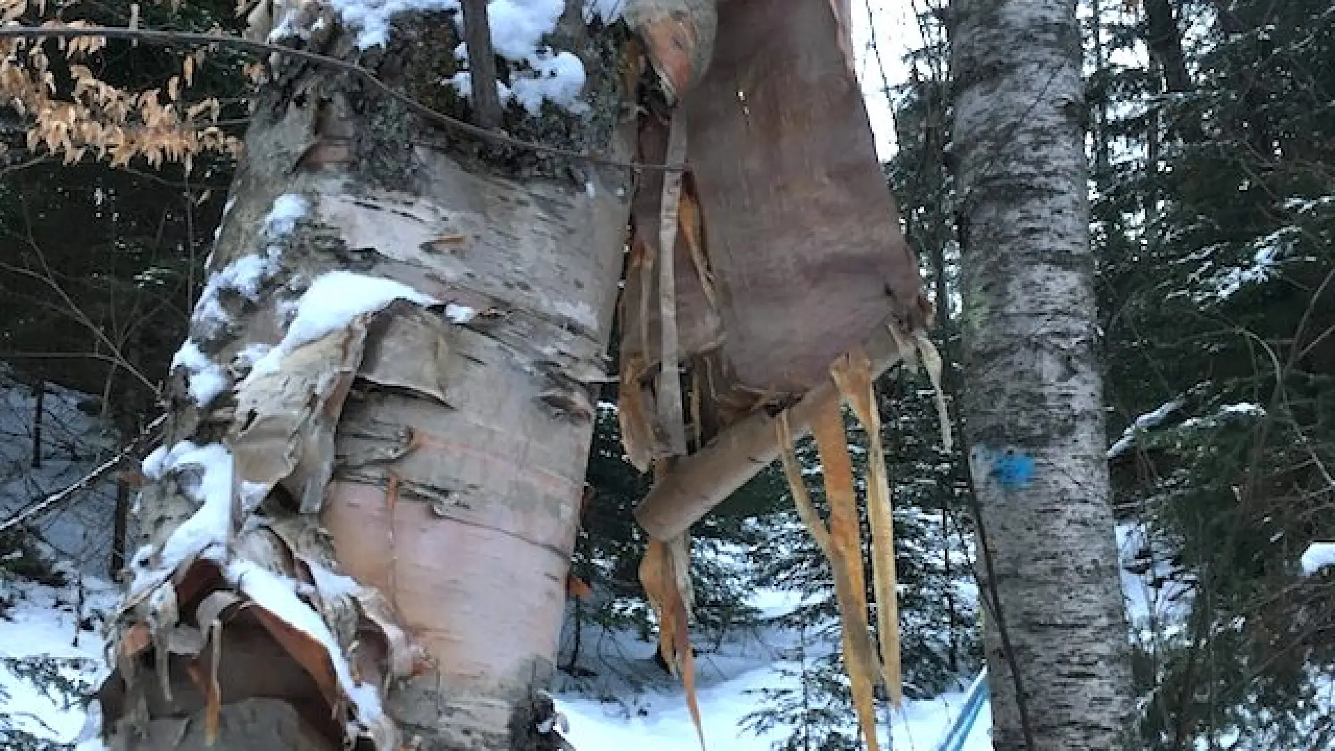 From the Native American birchbark bucket to the modern tapping method where a tube carries the sap to to the sugarhouse.