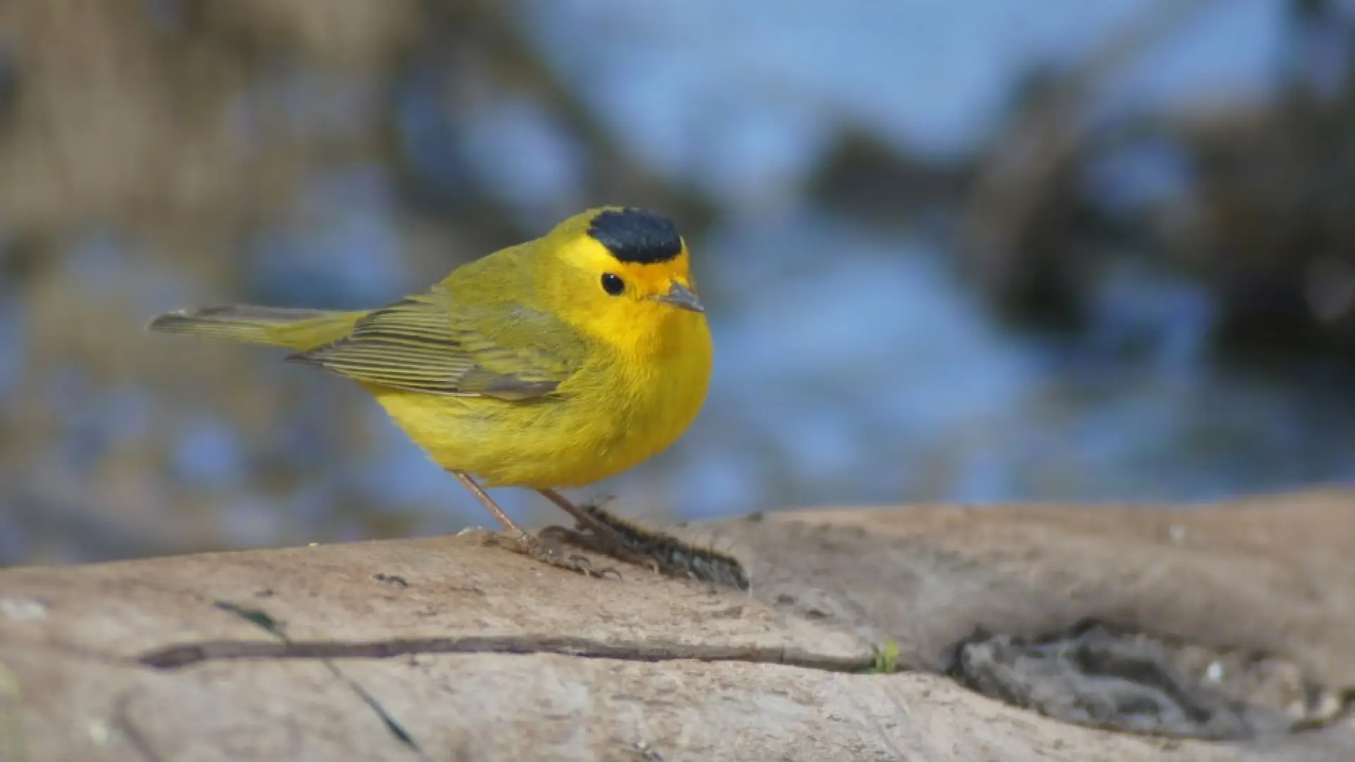wilson's Warbler Arizona