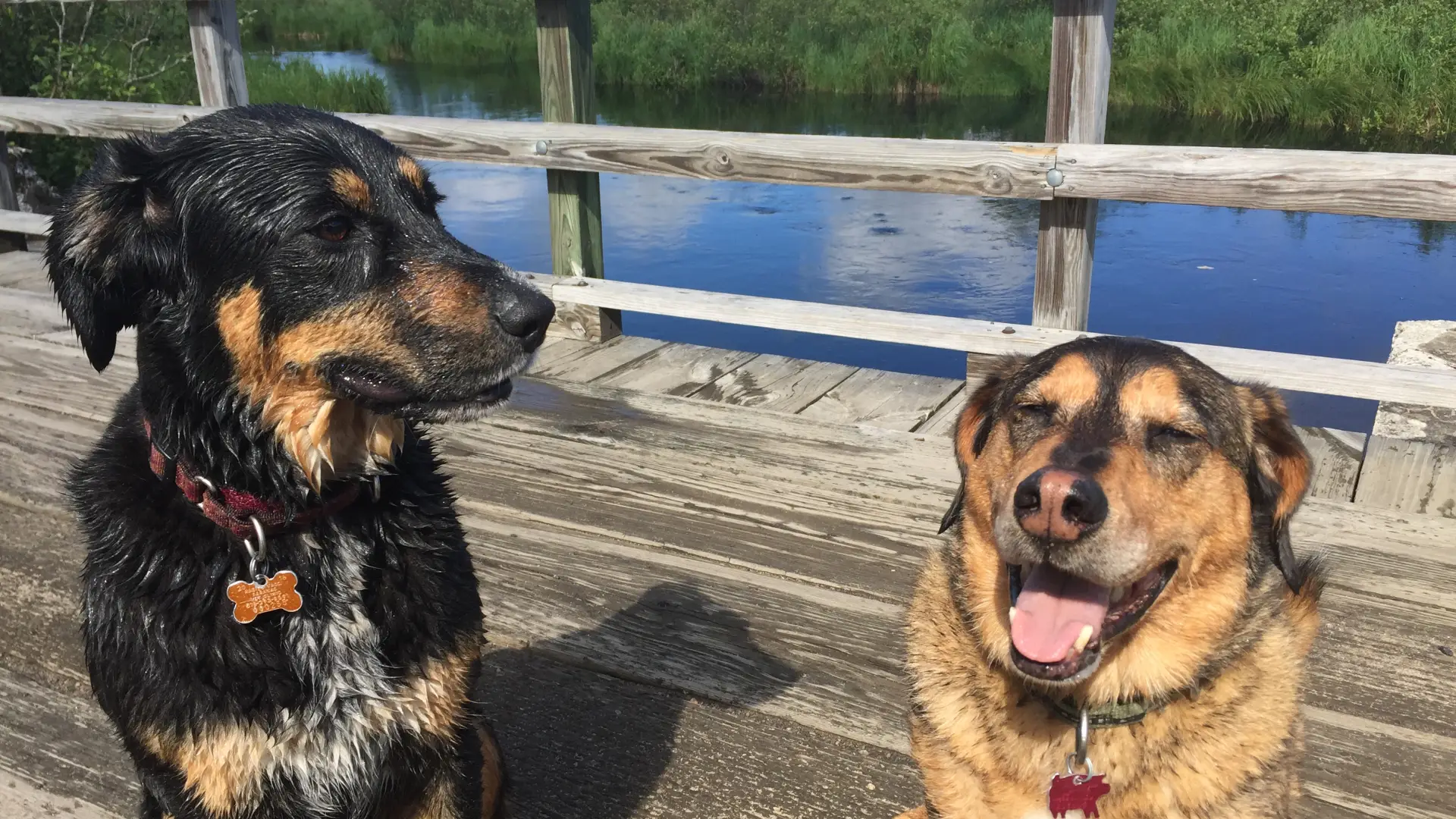 Bloomingdale Bog is the trail the dogs would pick.