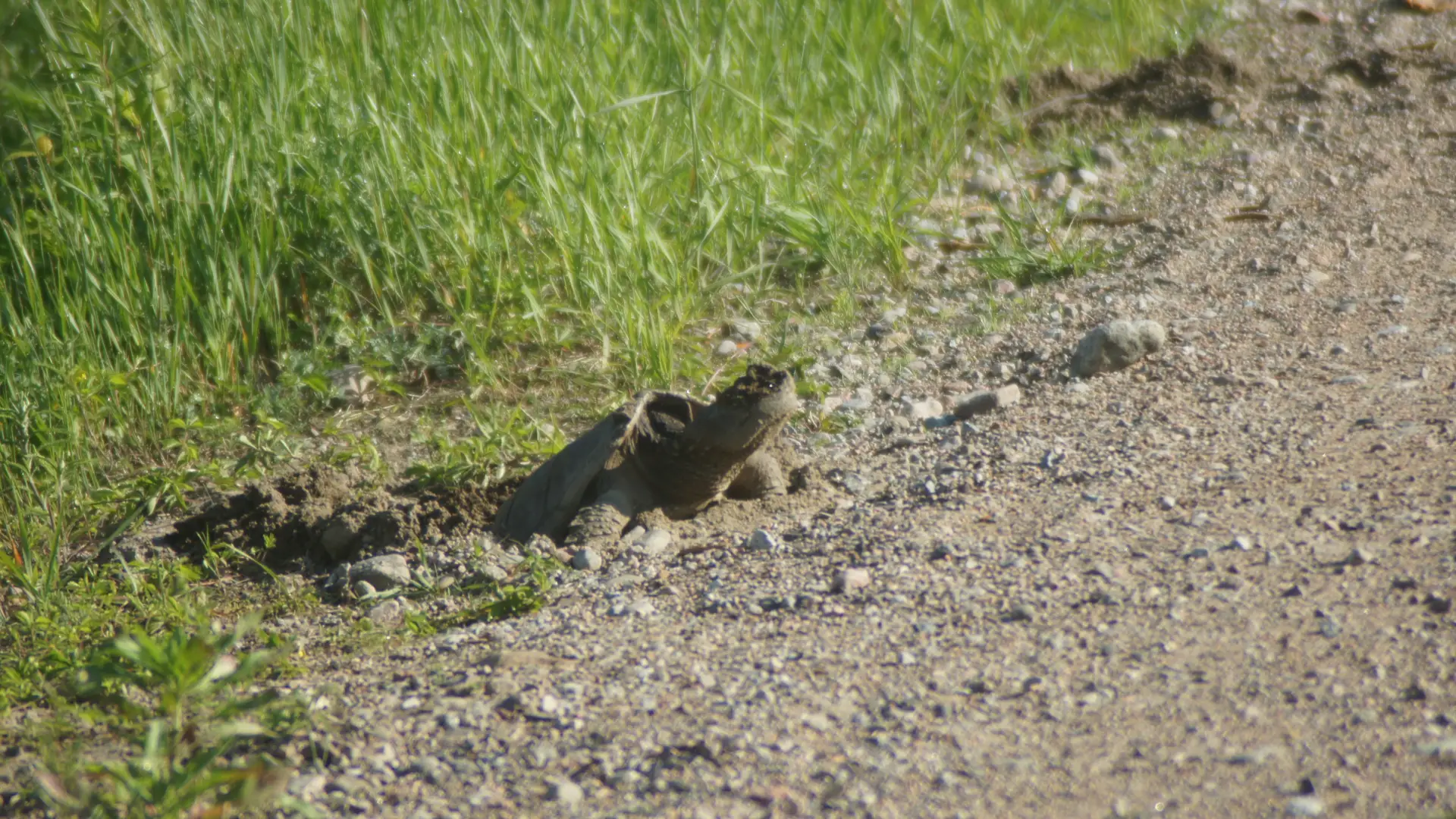 Snapping Turtle laying eggs