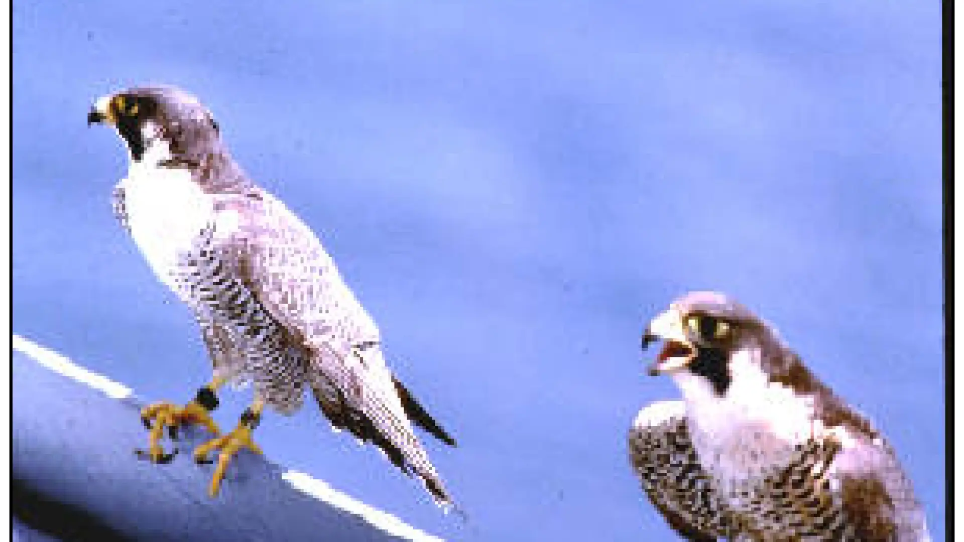 peregrine falcons