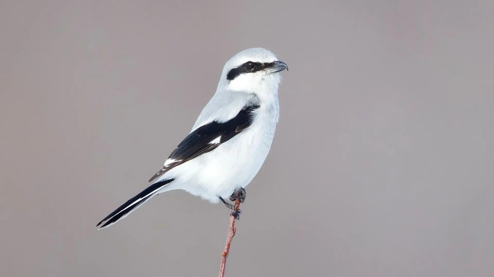 northern shrike Larry